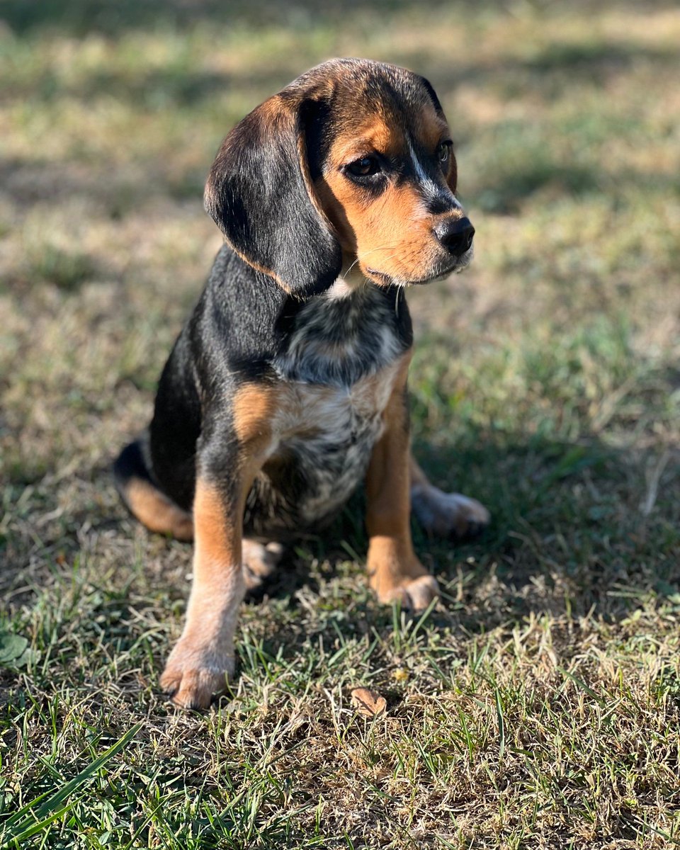 Beagle Facts tweet media