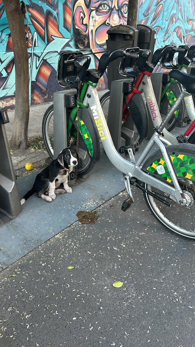 GenesisZepeda's tweet photo. @Trafico_ZMG alguien dejó un perrito encadenado a una bici en el Ciclopuerto que está en la esquina de San Felipe y Enrique Díaz 😡 https://t.co/esxi6C5Y6V