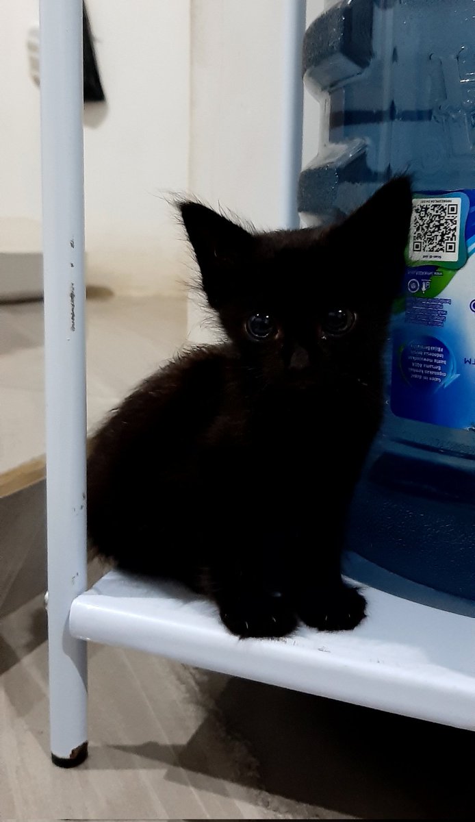 gforgea's tweet image. "cedih cekali, aku dibilang ireng sama papa 🥺🥺"

-haruka 🎋