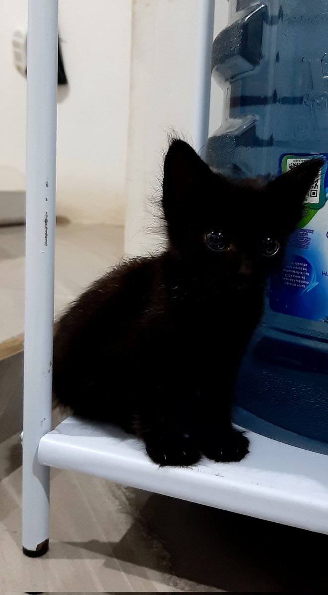 gforgea's tweet image. "cedih cekali, aku dibilang ireng sama papa 🥺🥺"

-haruka 🎋