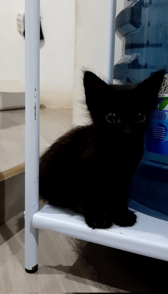 gforgea's tweet image. "cedih cekali, aku dibilang ireng sama papa 🥺🥺"

-haruka 🎋