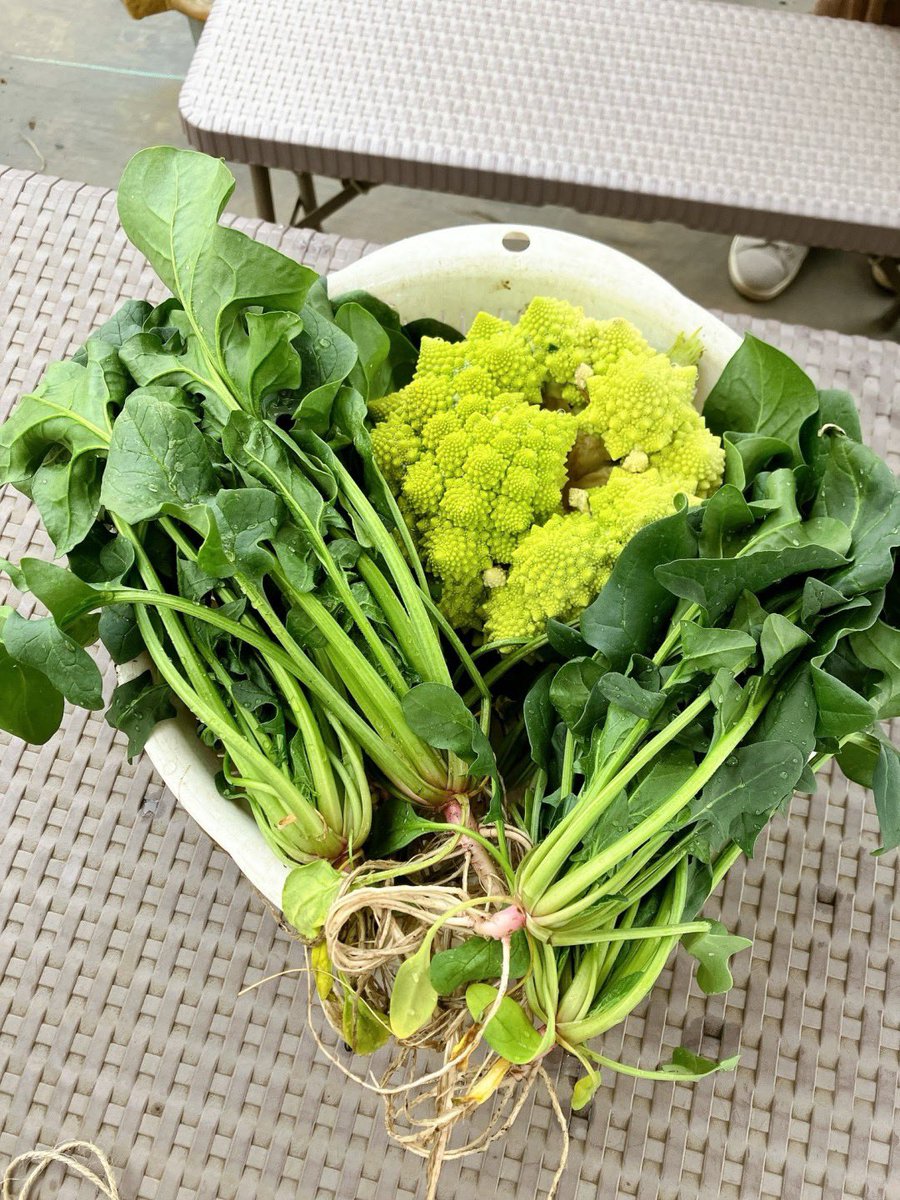 vegeppo_poolo's tweet photo. お久しぶりの更新となりましたが、本日べじっぽ👨‍🌾
ロマネスコとほうれん草を収穫🥬
収穫の時が一番テンションが上がりますねー🤗
次はイチゴさんの出番ですかね🍓
今年はうまくいきますように🙏
#POOLO #べじっぽ https://t.co/fADVta9d1D
