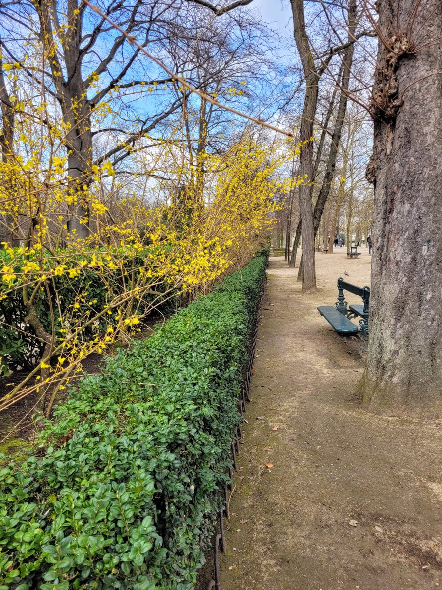 Early blooms at Jardin du Luxembourg...#Paris #Travel #sundayvibes #France #Flowers #Garden #Sunday  #Parisjetaime  📸  Jean Richard  💖💞