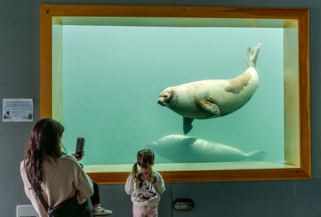 For those who didn't make it out yesterday, we hope to see you TODAY when we plan to do it all again (10 am - 5 pm) with a BIRTHDAY PARTY to celebrate our resident harp seals and other family fun activities at the FUN-dy Discovery Aquarium in St. Andrews by-the-Sea!