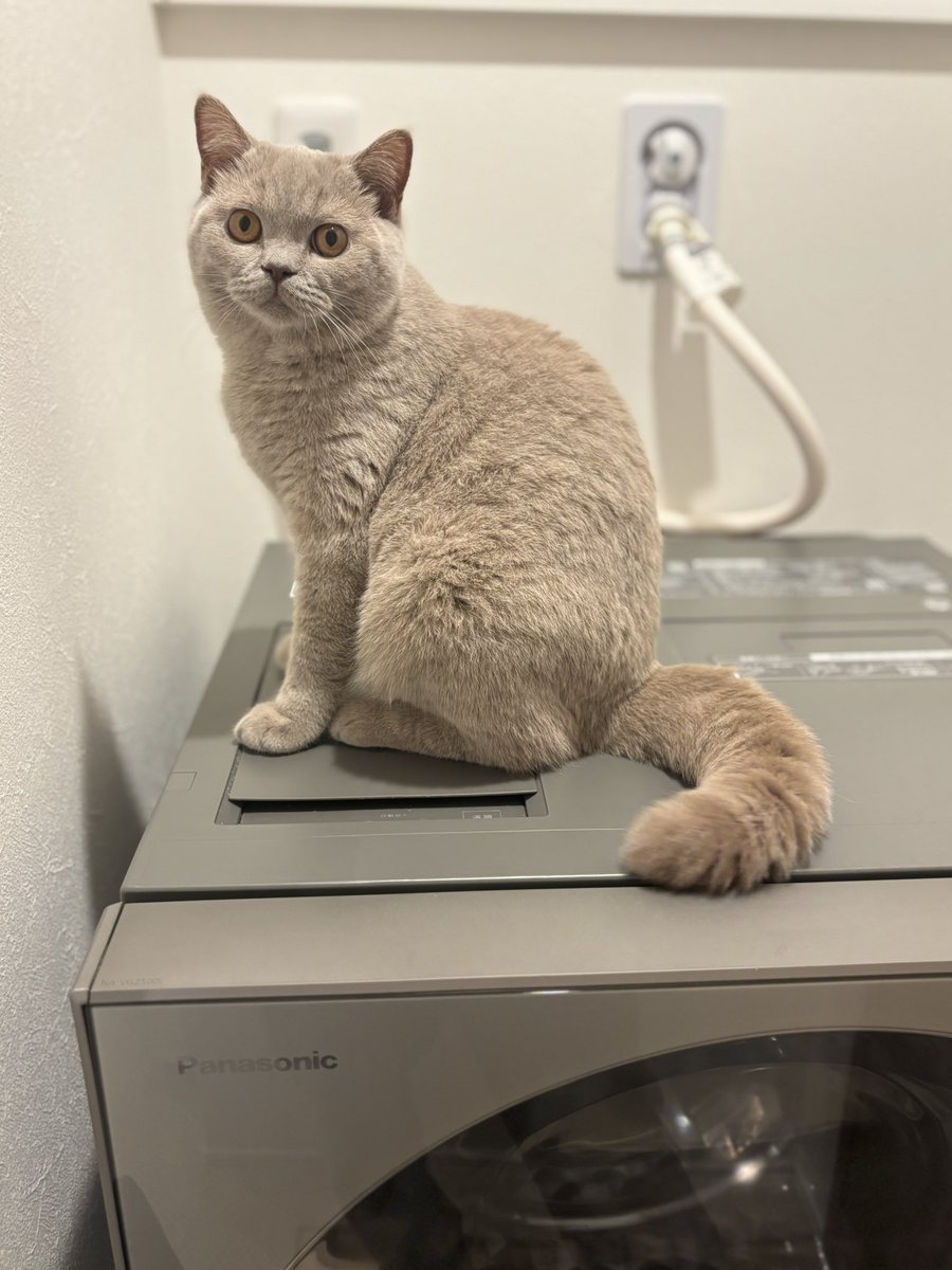 最近洗濯機の上がお気に入り🤩

#ブリティッシュショートヘア #cat #ねこと暮らす #猫のいる暮らし