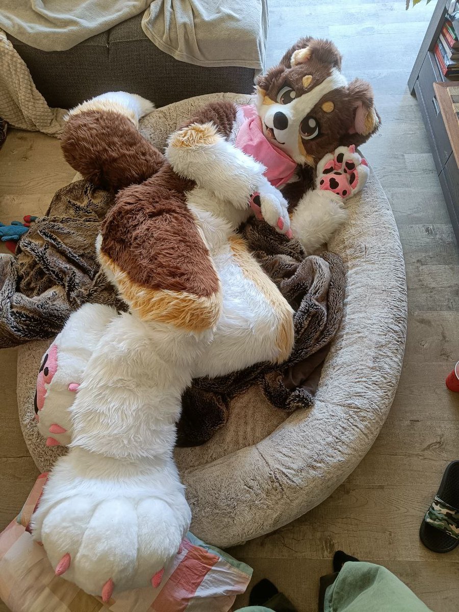 KindridFox's tweet image. Who&apos;s joining me on the big dog bed?! 🐕