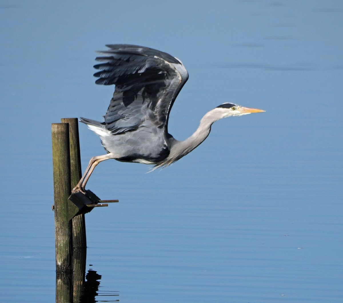 Grey heron take-off at Fairburn Ings. #ThePhotoHour #TwitterNatureCommunity #Wildlife #nature #birdphotography