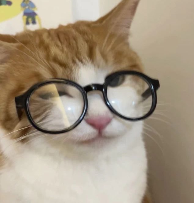 taejun as cats (@nyangztaejun) on Twitter photo 