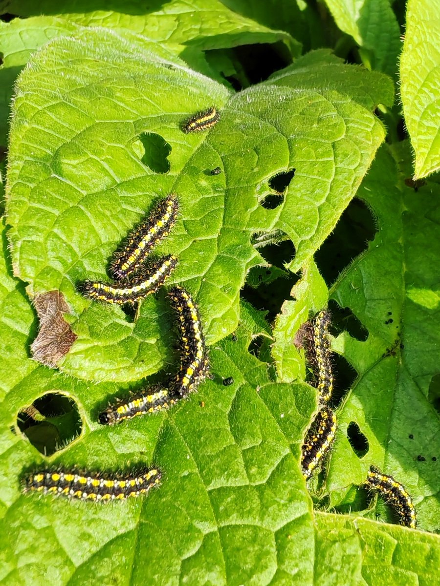 Urban Rewilding 🦊 River Len Maidstone (@urewilding) on Twitter photo Scarlet Tiger (Callimorpha dominula) caterpillars feeding on Green Alkanet foliage in the early March sunshine. These animals were observed in a front garden in Fant, Maidstone. <a href="/savebutterflies/">Butterfly Conservation 🦋</a>
<a href="/KentFieldClub/">Kent Field Club</a>
<a href="/KentWildlife/">Kent Wildlife Trust</a> <a href="/NESussexandKent/">Natural England - Sussex and Kent Team</a> <a href="/mothsinkent/">KentMoths</a> <a href="/LGSpace/">Little Green Space 🦋</a> <a href="/Buzz_dont_tweet/">Buglife</a> Scarlet Tiger (Callimorpha dominula) caterpillars feeding on Green Alkanet foliage in the early March sunshine. These animals were observed in a front garden in Fant, Maidstone. <a href="/savebutterflies/">Butterfly Conservation 🦋</a>
<a href="/KentFieldClub/">Kent Field Club</a>
<a href="/KentWildlife/">Kent Wildlife Trust</a> <a href="/NESussexandKent/">Natural England - Sussex and Kent Team</a> <a href="/mothsinkent/">KentMoths</a> <a href="/LGSpace/">Little Green Space 🦋</a> <a href="/Buzz_dont_tweet/">Buglife</a>