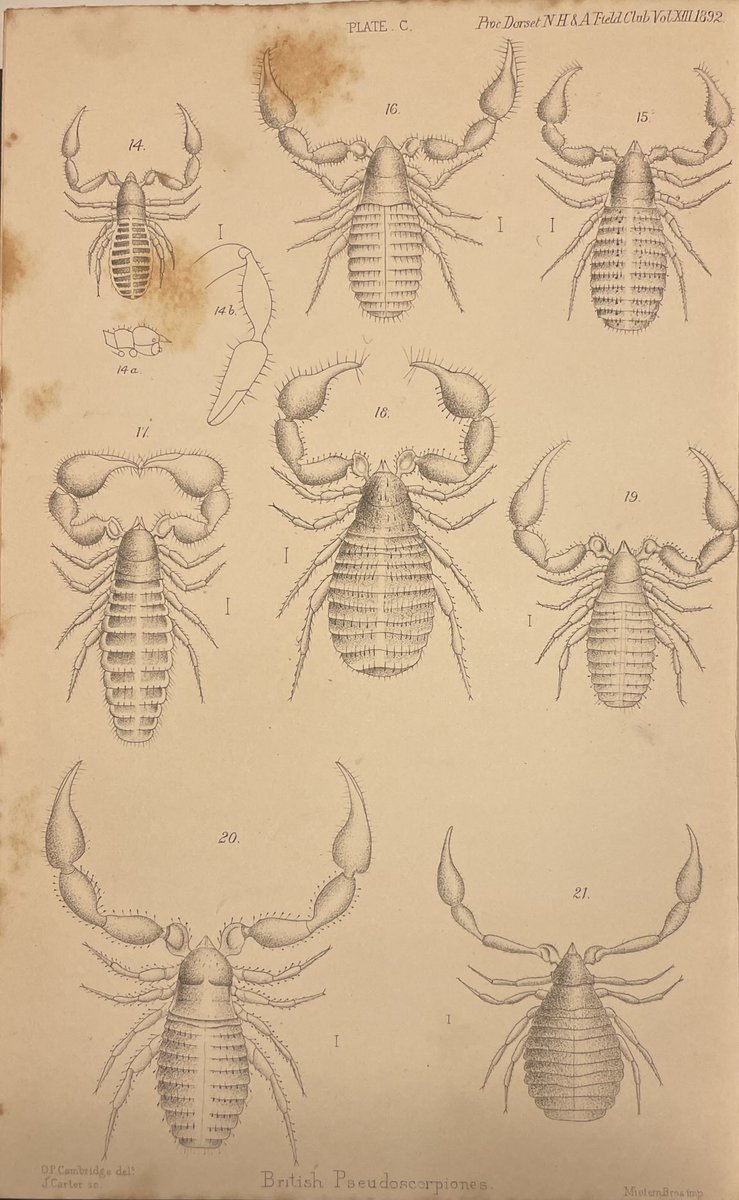 This is definitely one of my most obscure tomes, but it contains this historically important and beautifully illustrated paper on one of my favourite groups of organisms — pseudoscorpions.