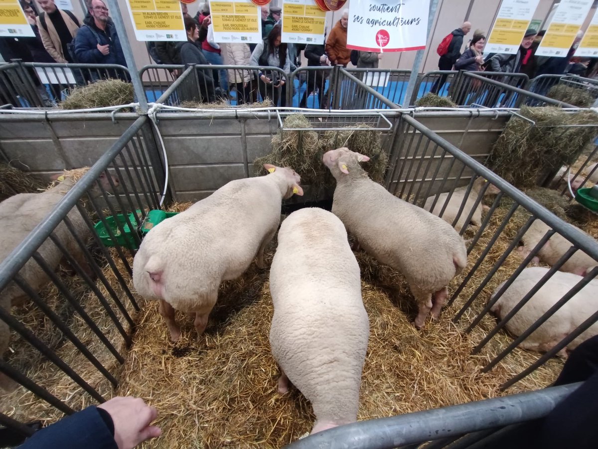 Olivier Richefou (@olivierrichefou) on Twitter photo 🐄🚜🌾 Une très belle 61e édition du <a href="/Salondelagri/">Salon International de l'Agriculture</a> qui s’achève. Un grand merci aux producteurs présents à nos côtés avec la <a href="/ChambagriPdL/">Chambres agri PdL</a> et le Réseau <a href="/Bienvenueferme/">Bienvenue à la ferme France</a> sur le stand ! Bravo aux éleveurs, entreprises et lycéens qui ont si bien représentés <a href="/lamayenne/">La Mayenne, le Département</a> ! #SIA2025 🐄🚜🌾 Une très belle 61e édition du <a href="/Salondelagri/">Salon International de l'Agriculture</a> qui s’achève. Un grand merci aux producteurs présents à nos côtés avec la <a href="/ChambagriPdL/">Chambres agri PdL</a> et le Réseau <a href="/Bienvenueferme/">Bienvenue à la ferme France</a> sur le stand ! Bravo aux éleveurs, entreprises et lycéens qui ont si bien représentés <a href="/lamayenne/">La Mayenne, le Département</a> ! #SIA2025