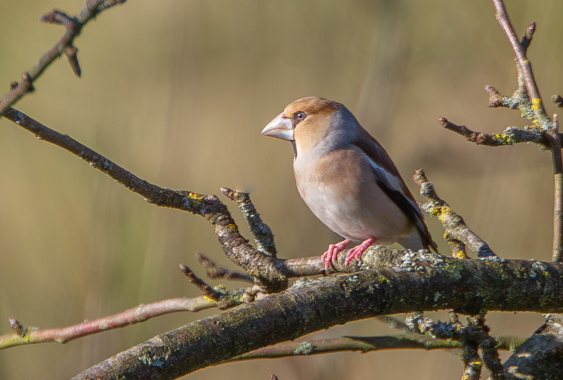 Paul Dibben (@yogibear60) on Twitter photo Great to see a Hawfinch in Milborne Port,Somerset today. Thanks to Brendan Shiels for the tip off.<a href="/HawfinchesUK/">HawfinchesUK</a> <a href="/SomersetWT/">Somerset Wildlife Trust</a> Great to see a Hawfinch in Milborne Port,Somerset today. Thanks to Brendan Shiels for the tip off.<a href="/HawfinchesUK/">HawfinchesUK</a> <a href="/SomersetWT/">Somerset Wildlife Trust</a>