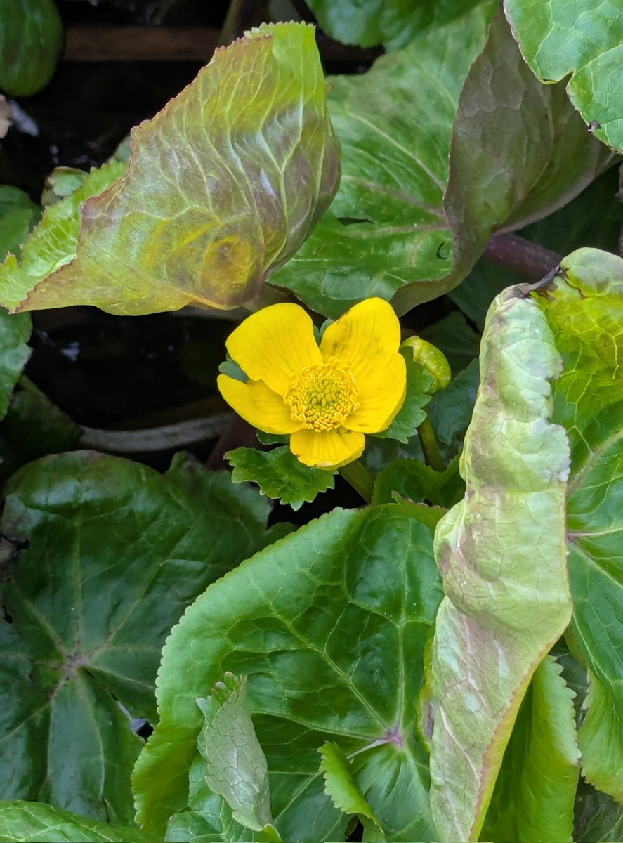 Marsh Marigold flowers beginning to open this week.
Apparently farmers used to hang the flowers over cattle  byres on May Day to protect the cows from faeries and witches 
#wildflowerhour