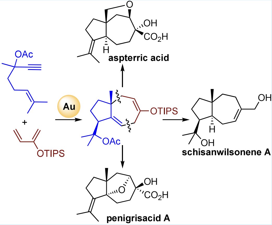 TotalSynthesis's tweet photo. #Synthesis of Daucane #NaturalProducts Enabled by a Gold(I)-Catalyzed Tandem Cycloisomerization/(4 + 3) Cycloaddition by Àlex Martí @Alex_Marti_Z, Helena Armengol-Relats, Anna Sadurní @Annasadurni, Miquel À. Pérez-Puigdomènech @MAPPuigdomenech, and Antonio M. Echavarren @AntonioMEchavar @Echavarren_Lab at @ICIQchem in @JOC_OL https://t.co/ql4LyZjsxs