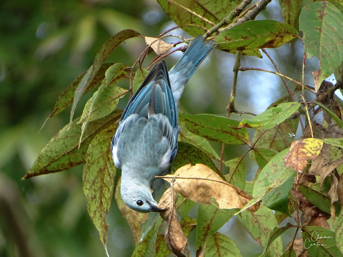 Todas las escalas de azul en un solo pajarito

#spamdepajaritoscomunes