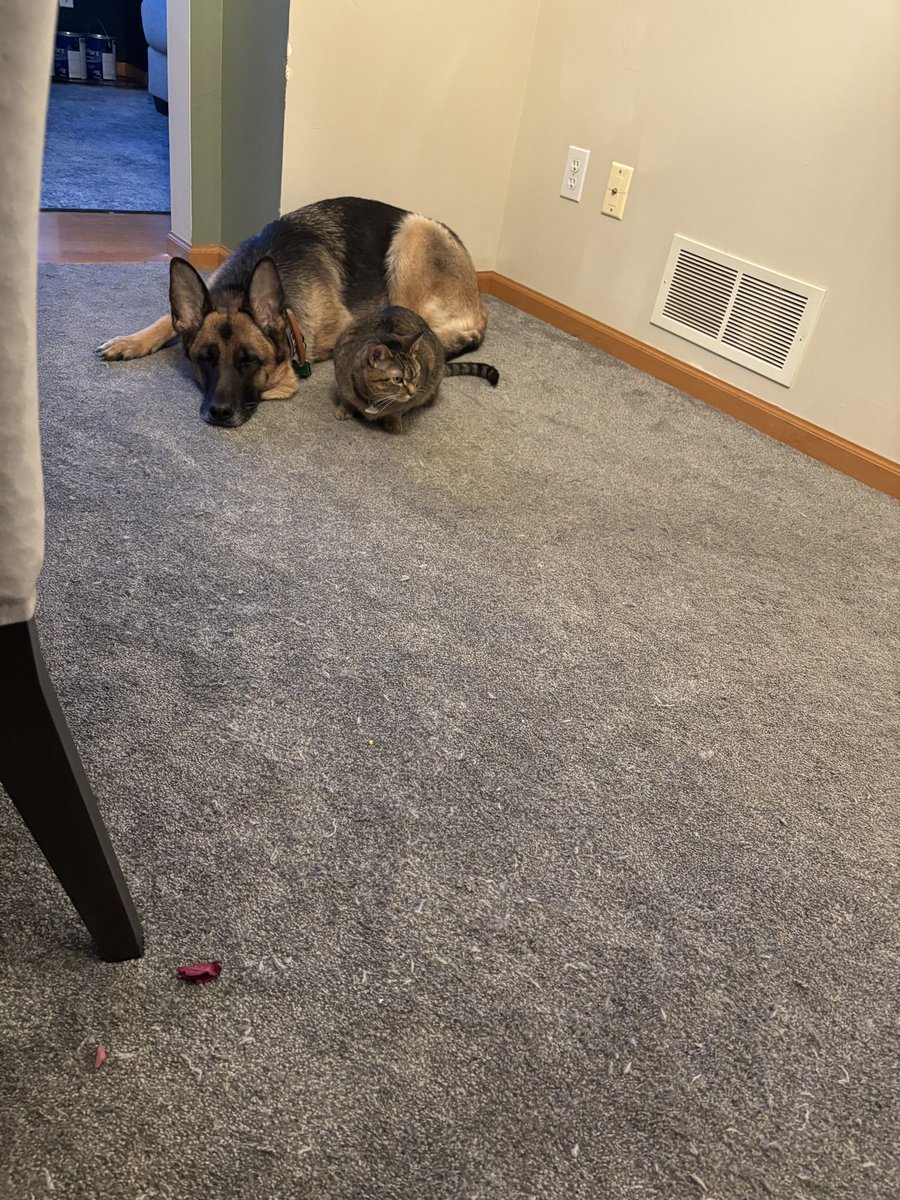 When the dog isn’t allowed to beg at the table, and the cat isn’t allowed on the table while you eat, they both sulk in the corner together.