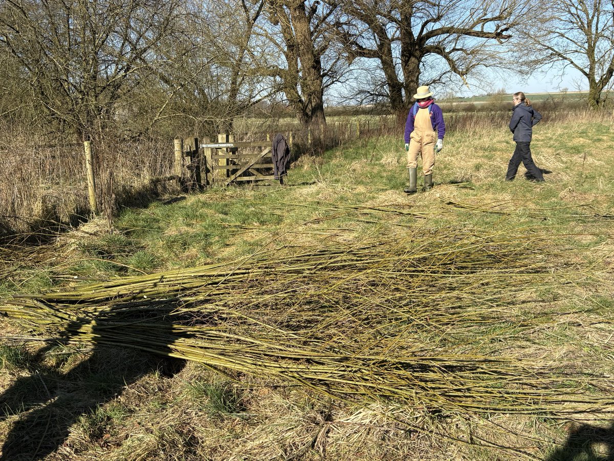 Bathntv's tweet photo. Coppicing willow @AveburyNT for an artist to make a sculpture for the local school. Glorious day to be outdoors! https://t.co/8ng0gz8Qun