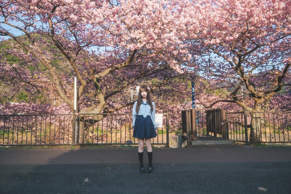 EternalMeteor's tweet photo. 今年の河津桜が伊豆半島で満開！ピンクの春が到来。
#河津桜 #伊豆半島 #桜満開 #春 #日本旅行 #自然 https://t.co/rY83EbX0fk