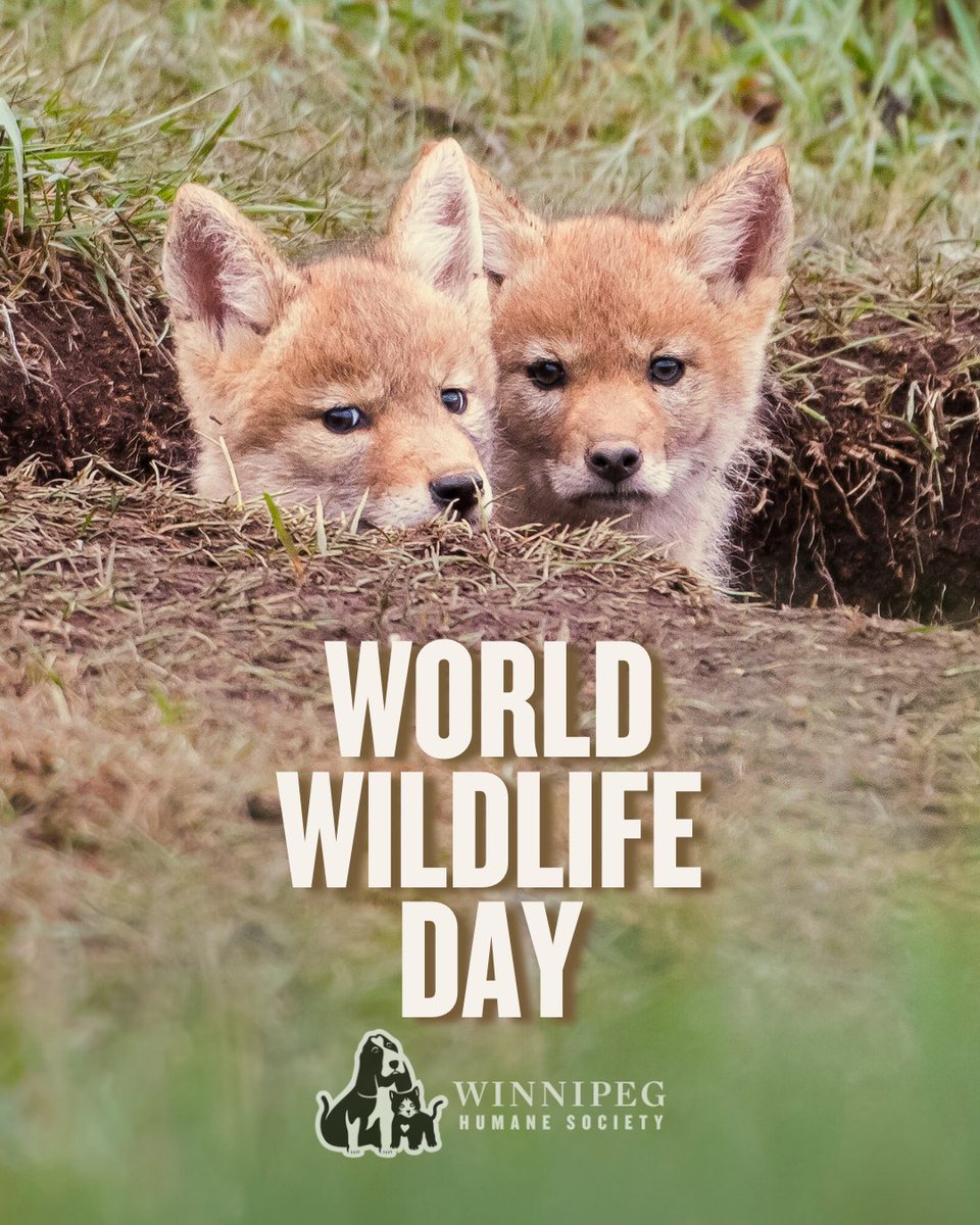 Winnipeg Humane Society tweet media