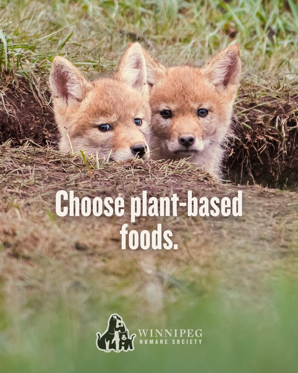 Winnipeg Humane Society tweet media