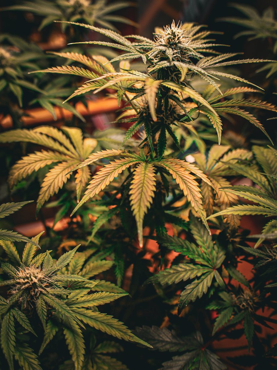 EasyMoneyEdits's tweet photo. A few more new buddy babies for u to enjoy today !!
Mystery and Samsquanch

#bud #weed #cannabis #weedplant #potplant #maryjane #Marijuana https://t.co/mVahXlMSyU