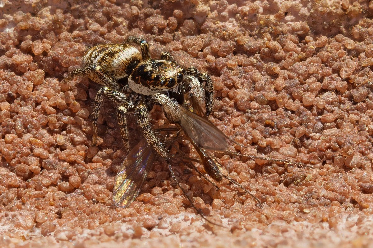 Mark Tyrrell (@marktyrrell66) on Twitter photo Quite a few Zebra Spiders on my south-facing house wall over this sunny weekend. This one has caught lunch. <a href="/UKgardenspiders/">UK Garden Spiders</a> <a href="/BritishSpiders/">BAS</a> <a href="/Britnatureguide/">The British Nature Guide</a> <a href="/WildlifeMag/">BBC Wildlife</a> <a href="/BBCSpringwatch/">BBC Springwatch</a> Quite a few Zebra Spiders on my south-facing house wall over this sunny weekend. This one has caught lunch. <a href="/UKgardenspiders/">UK Garden Spiders</a> <a href="/BritishSpiders/">BAS</a> <a href="/Britnatureguide/">The British Nature Guide</a> <a href="/WildlifeMag/">BBC Wildlife</a> <a href="/BBCSpringwatch/">BBC Springwatch</a>