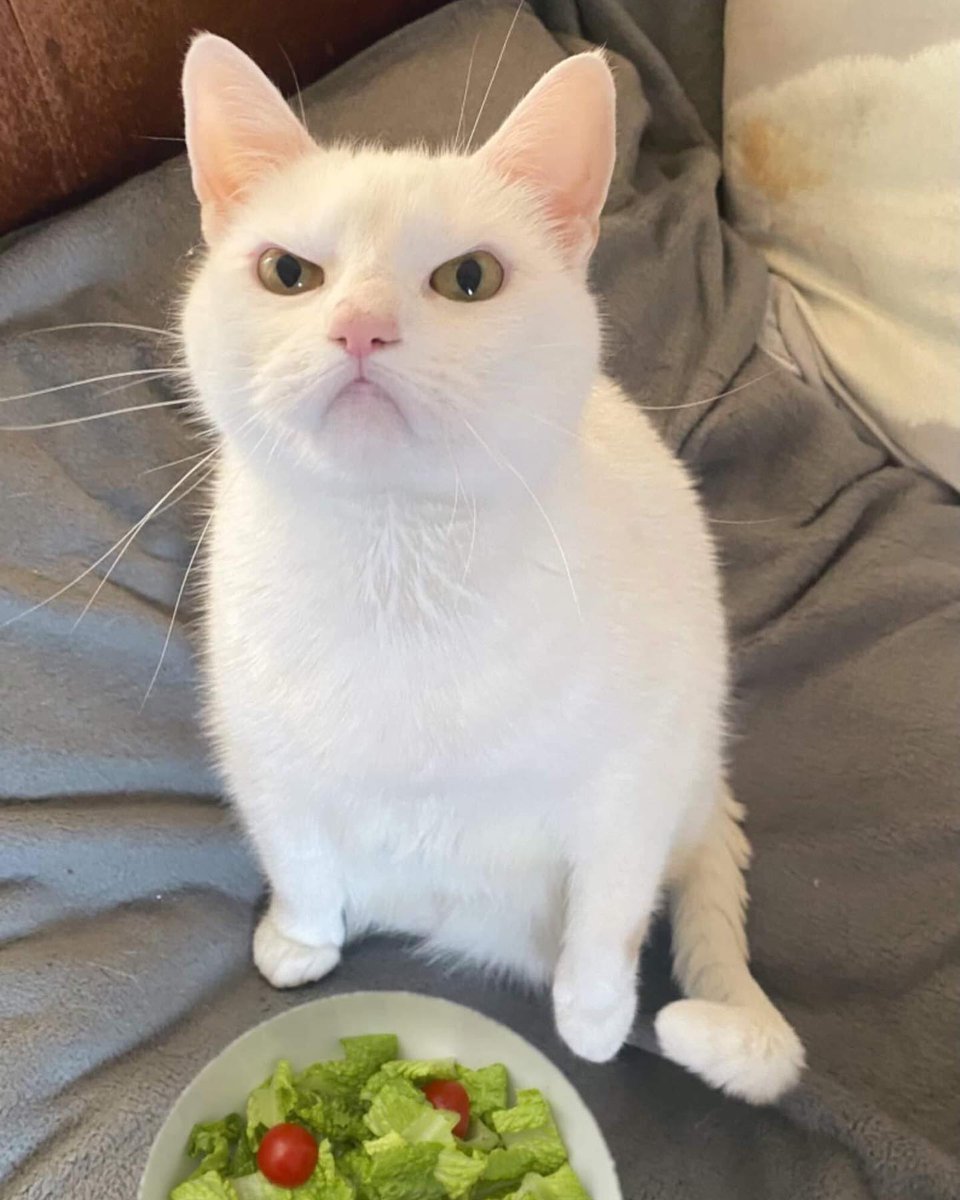 TheCatsX's tweet photo. Diet 😾 https://t.co/V55uUy8379