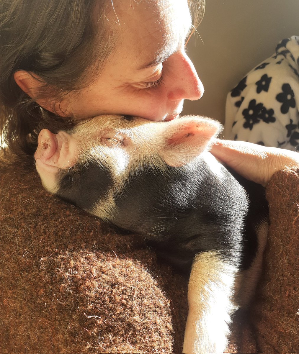 DrNatLawrence's tweet image. Thanks @PennywellFarm Pig cuddles are the most relaxing way to spend a Sunday afternoon. #Friendsnotfood
