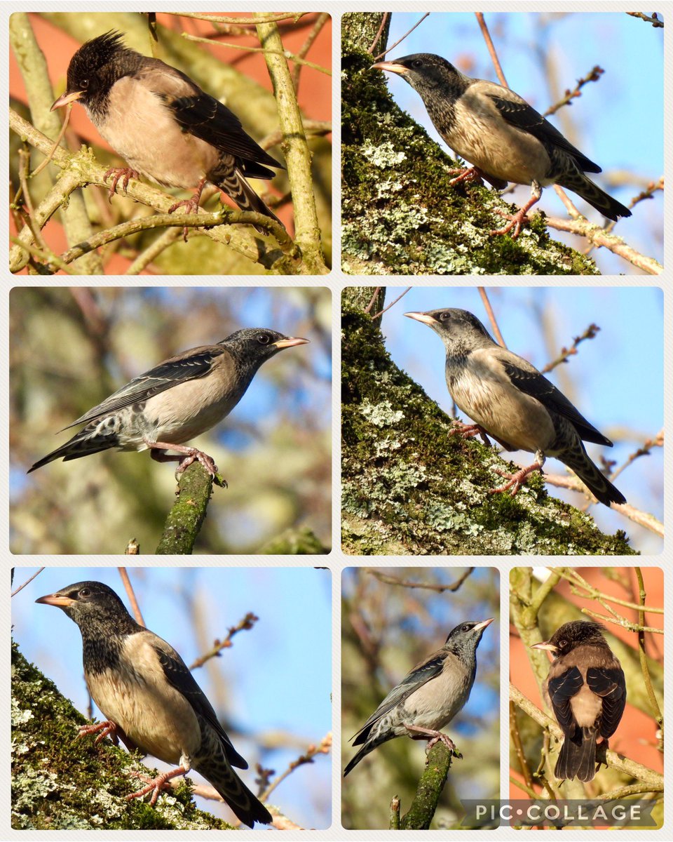 Karen Jayne (@hobbylovinglife) on Twitter photo The Rose Coloured Starling gave great views for an hour, on & off this morning seen with Dean <a href="/worlebirder/">Dean Reeves</a> <a href="/bto_somerset1/">bto_somerset1</a> <a href="/somersetbirds/">Somerset Birds</a> The Rose Coloured Starling gave great views for an hour, on & off this morning seen with Dean <a href="/worlebirder/">Dean Reeves</a> <a href="/bto_somerset1/">bto_somerset1</a> <a href="/somersetbirds/">Somerset Birds</a>