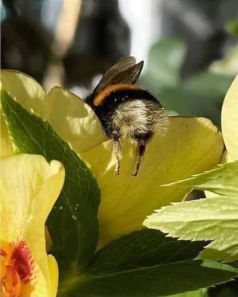 AMAZlNGNATURE's tweet photo. When bees get tired of flying and carrying pollen, they can fall asleep in flowers this way. https://t.co/vNYmoILG11