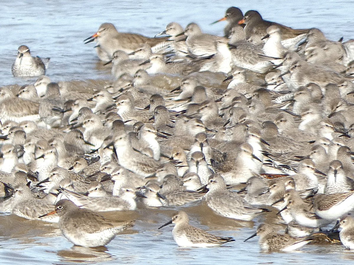 johnjayf's tweet image. High tide, Hoylake 02.03.25 @CAWOSBirding