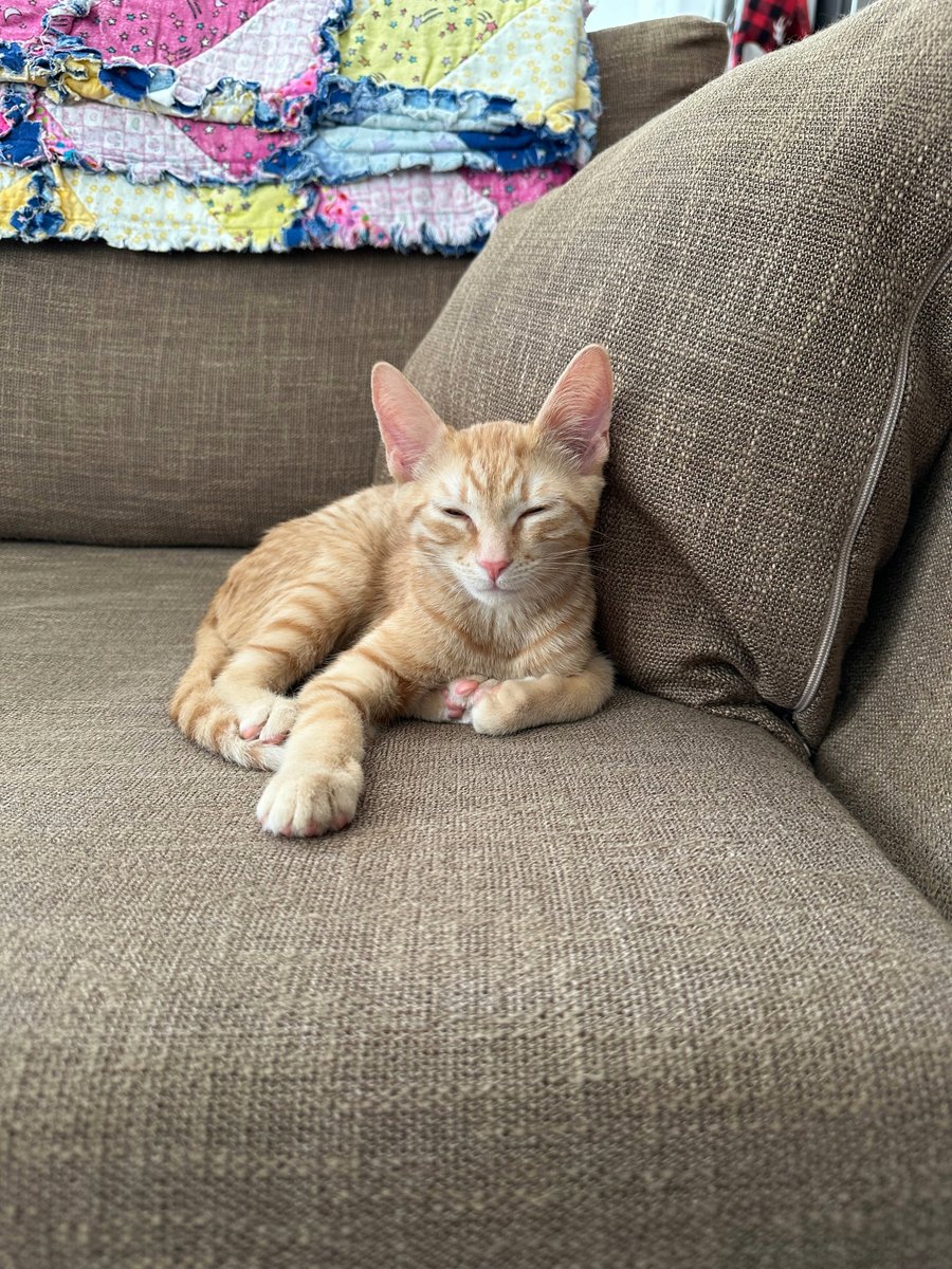 OntarioSPCA's tweet photo. Today is International Rescue Cat Day! 🐱 It’s all about giving rescue cats a second chance at love. To celebrate, we’re shining a light on some of the kitties who’ve recentlyfound their forever homes! 💛 Meet more adoptable cats at https://t.co/g6kz6TgCox. https://t.co/xV2E3jAnSo