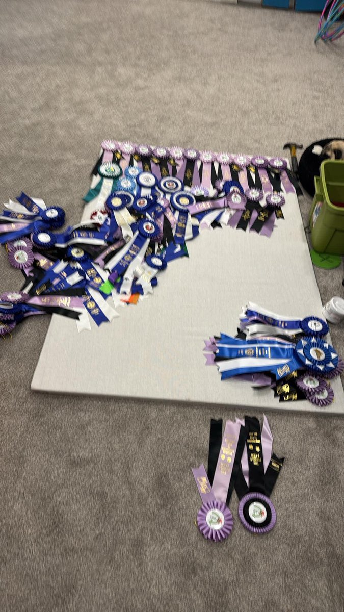 IgorPugDog's tweet image. Mom’s #DIYproject is gonna take SO long and we are SO bored🤨 ~ Z &amp;amp; C 

#pug #awards #workingdogs #ldnont