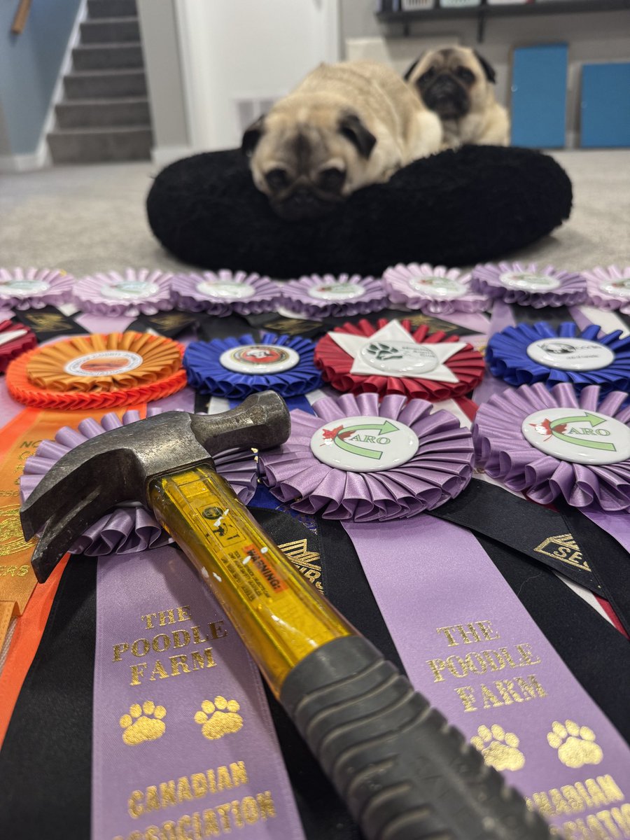 IgorPugDog's tweet image. Mom’s #DIYproject is gonna take SO long and we are SO bored🤨 ~ Z &amp;amp; C 

#pug #awards #workingdogs #ldnont