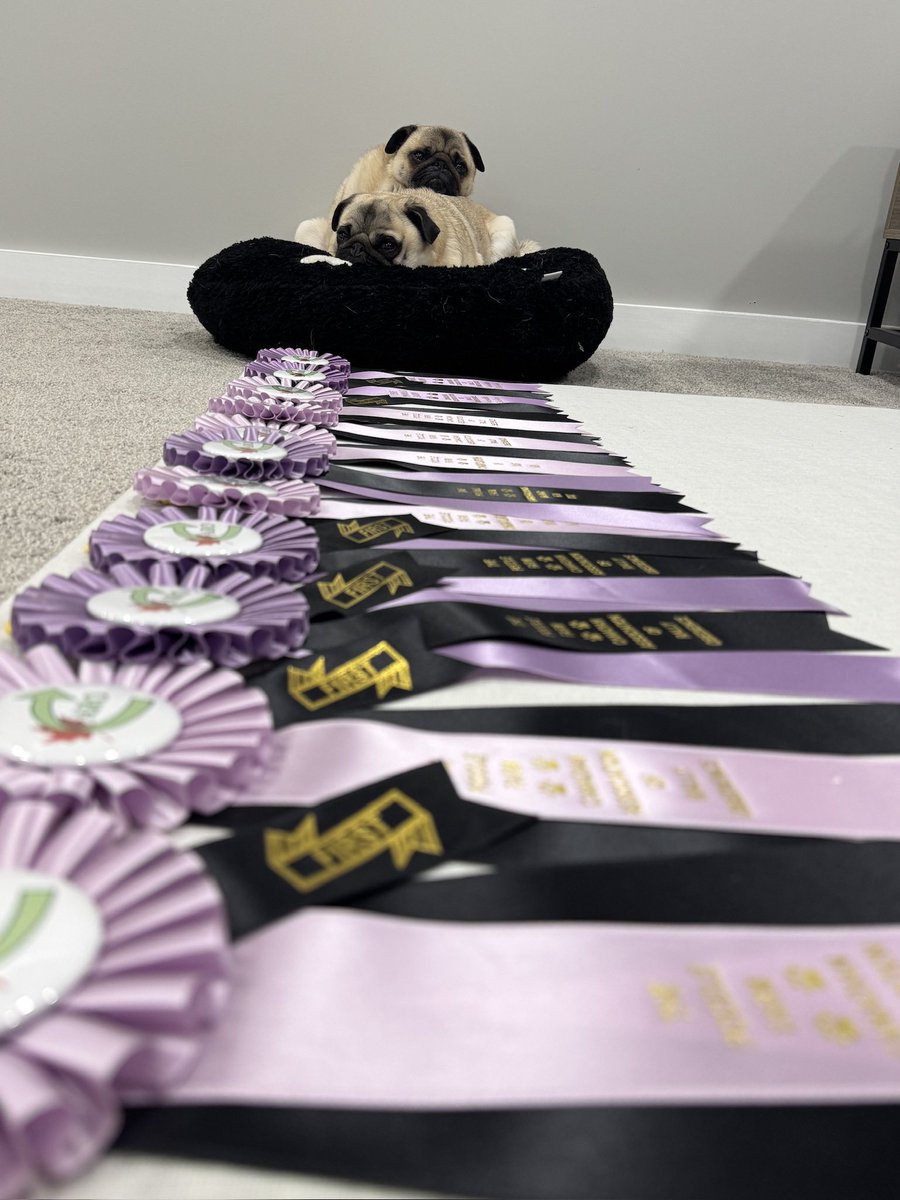 IgorPugDog's tweet image. Mom’s #DIYproject is gonna take SO long and we are SO bored🤨 ~ Z &amp;amp; C 

#pug #awards #workingdogs #ldnont