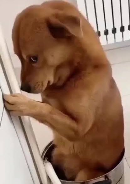 zamanında çağden fandom olarak bizim garibanlık