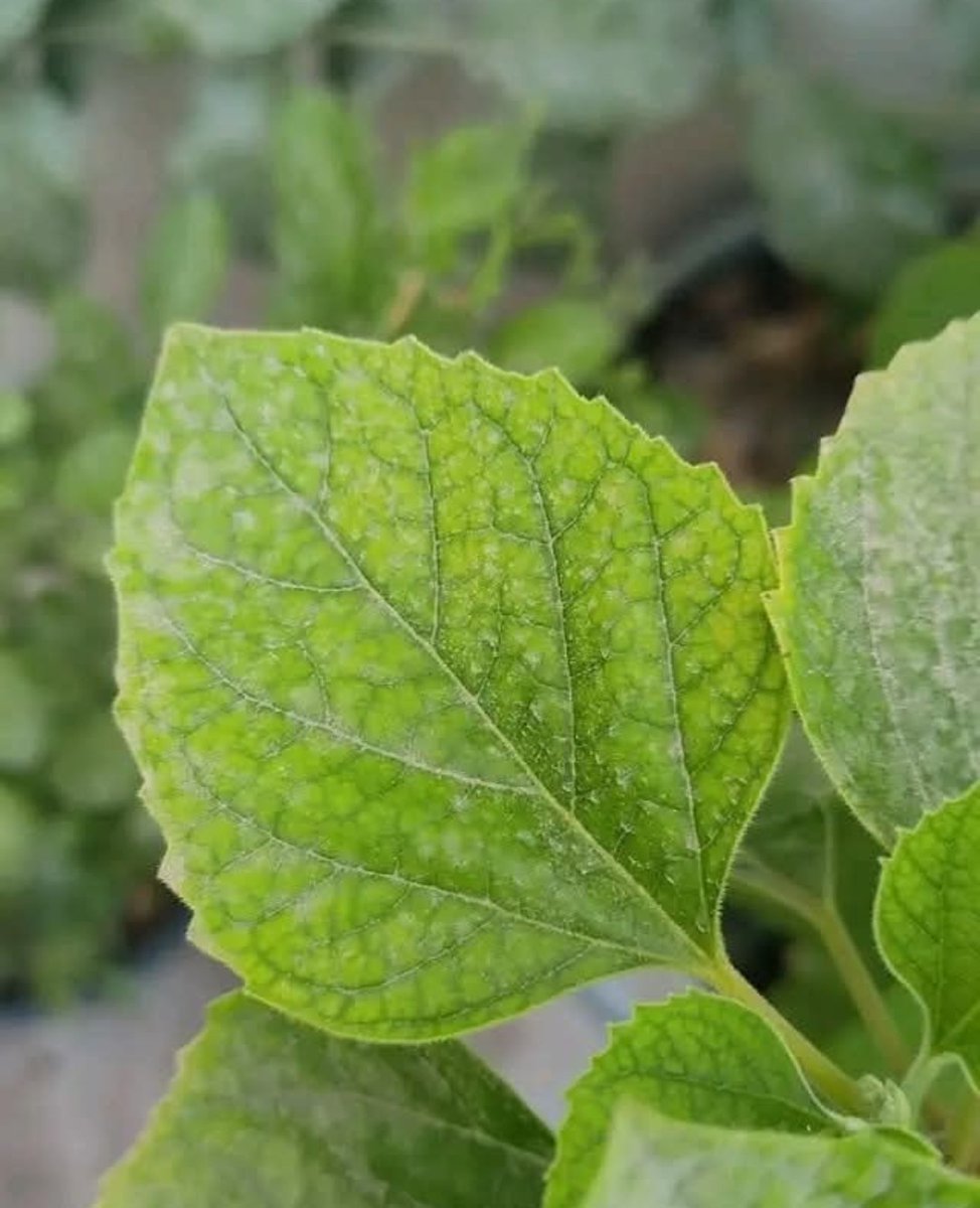🌿أعراض نقص الحديد في النبات : ١-ظهور اللون الأصفر مع بقاء العروق خضراء .٢-احتراق الورقة بالكامل . ٣-انخفاض الإنتاج .
 🍀الوقاية من نقص عنصر الحديد : ١- التسميد بعنصر البوتاسيوم يساعد في امتصاص الحديد . ٢-الري بشكل منتظم . ٣-استخدام أسمدة تحتوي على عنصر الحديـــد .