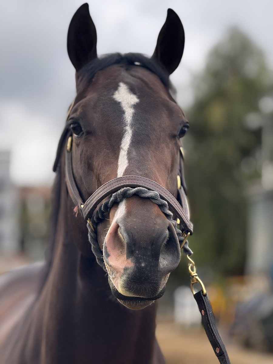 TomRyanKY's tweet image. Cornucopian (ITM) looks tremendous back at Santa Anita. Weight 1164.

 @BobBaffert