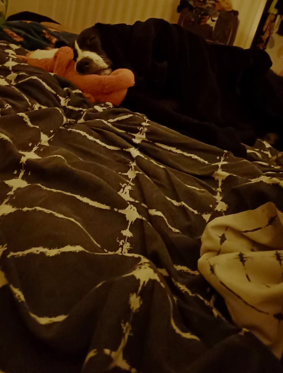 SavingStraysUK's tweet image. to fight to survive and thrive and go on to have a lovely forever UK family who love him to bits 🥰

We just love seeing our former unwanted strays in their forever homes, so happy and loved! 👏👏 Because every single life matters! 🐾

#dog  #savingstrays #bosnianstray #adopted