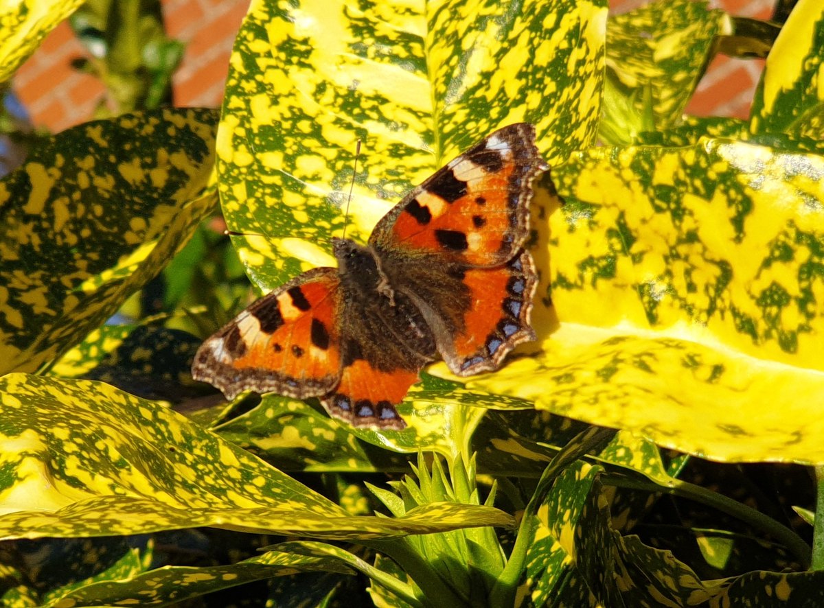 &amp; the prize to first #Butterfly of the year in my #Norfolk Broadland #garden goes to 🥁....
Small tortoiseshell! 
Was enjoying the warm rays of sun today. 
<a href="/BC_Norfolk/">BC Norfolk</a> @NorfolkNats <a href="/NorfolkWT/">Norfolk Wildlife Trust</a> <a href="/savebutterflies/">Butterfly Conservation 🦋</a> 
#nature #wildlife