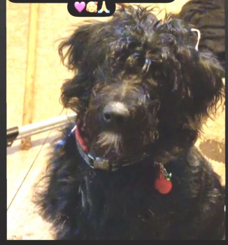 KONA has not been found yet &amp; now been missing for two nights. She was sighted yesterday, ground &amp; drone searches are still ongoing.
Eight month old puppy Kona went missing from the lay by on the Saddleworth border on Greenfield Road Just above Dovestones Reservoir #stolendoghour