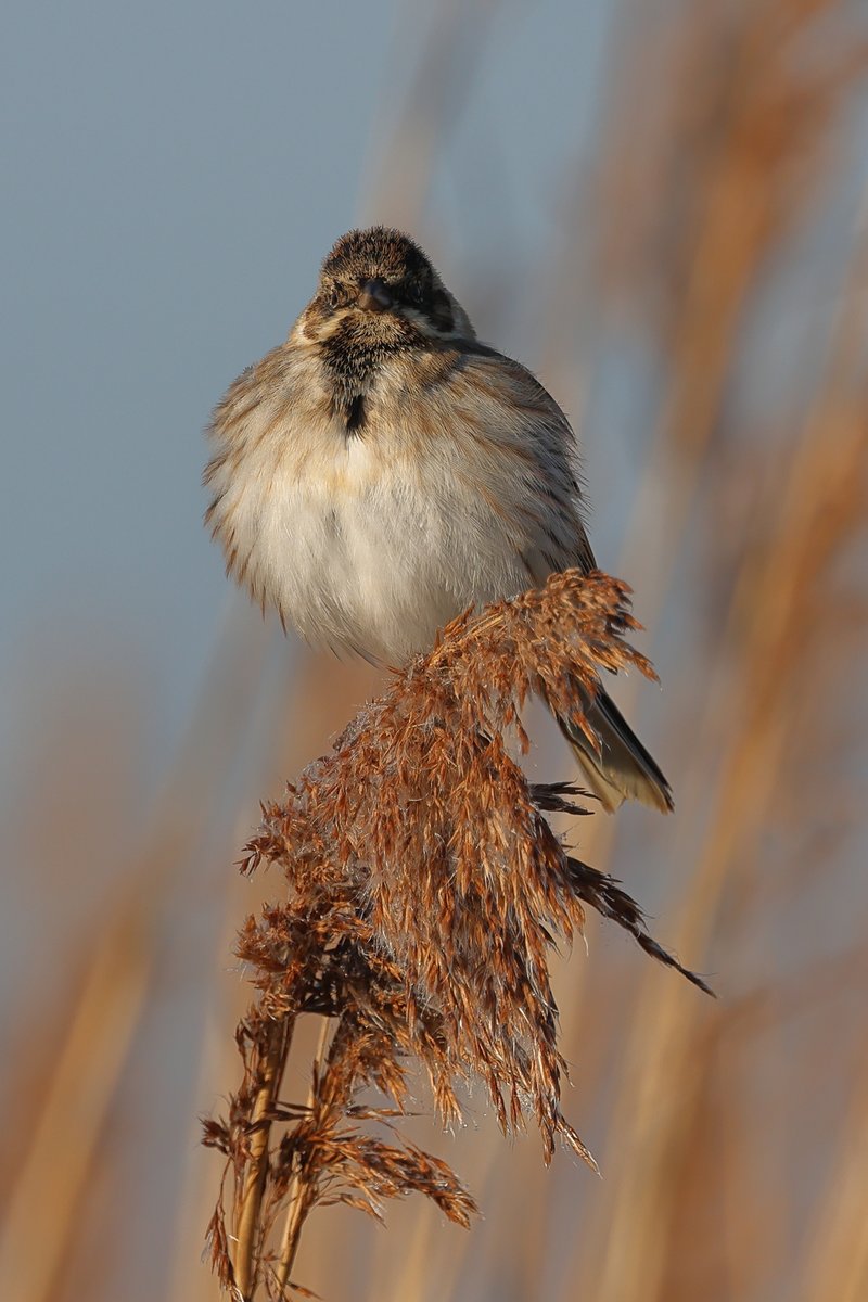 Robin Morrison (@robinmmorrison) on Twitter photo A Reed Bunting on a frosty seed head at <a href="/WWTSteart/">WWT Steart Marshes</a> #Somerset this chilly Sunday morning. A Reed Bunting on a frosty seed head at <a href="/WWTSteart/">WWT Steart Marshes</a> #Somerset this chilly Sunday morning.