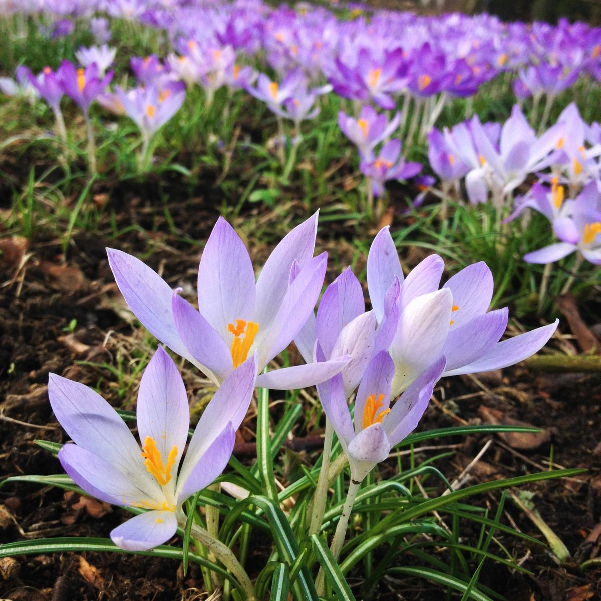 Freiwolf_Design's tweet photo. Erste Frühlingsboten 🌸🌱🌞

#frühling #spring #landschaftsfotografie #landscapephotography #natur #nature #flowers https://t.co/7lAlQZNem7
