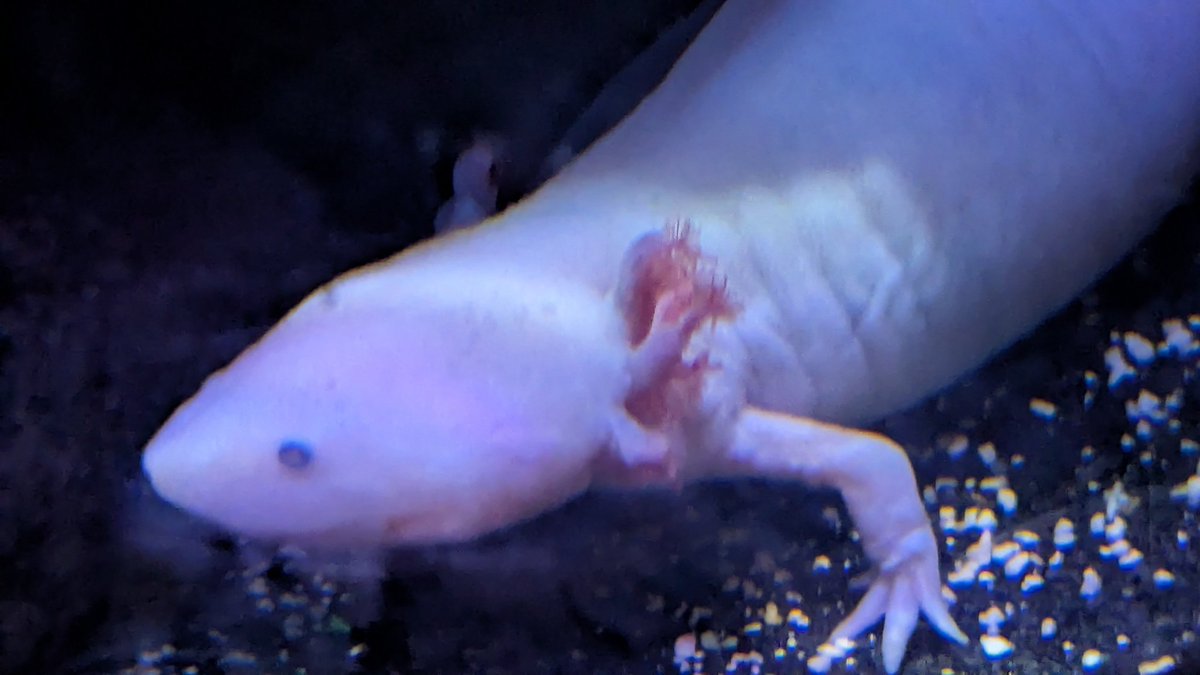 Axolilly's tweet image. How your email finds me :)