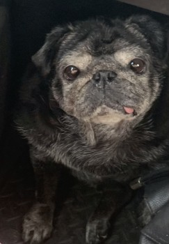 millypod1's tweet photo. PANSY HOME SAFE. THANKS FOR RT's 😊🐕🐾
🆘28 FEB 2025 #Lost PANSY #ScanMe
ELDERLY Black Pug Female
Bradley Road #Grimsby #Lincolnshire #DN37 https://t.co/0Wy4Nhup9s https://t.co/4JuC043rdb