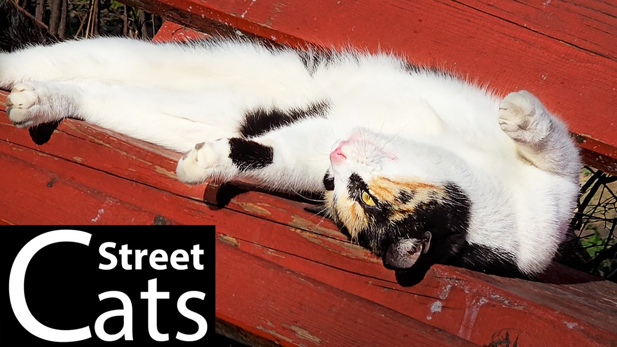 🐱 Sunbathing and stretching—this street cat knows how to enjoy life! ☀️ Watch the full adorable moment on YouTube! 🎥💛
🔗 Watch here 👉youtu.be/tFDBOYo0ZlY
#CatsOfX #StreetCats #AdorableCats #KittyPlaytime #HappyCat #LazyVibes #WholesomeContent