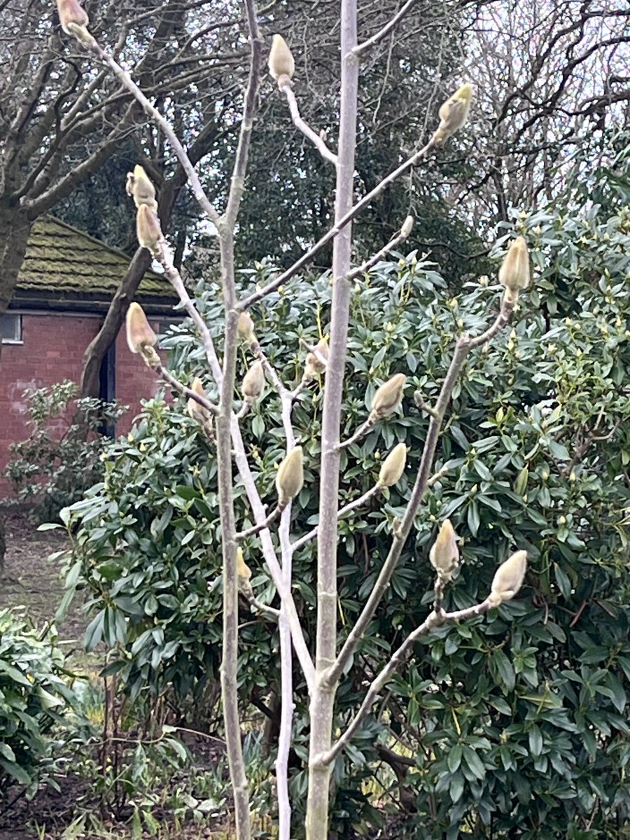 Spring sprung 2025 #Didsburypark #daffodils #Didsbury #MCC