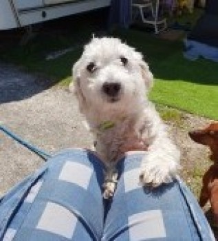 millypod1's tweet photo. 🆘27 FEB 2025 #Lost CASPER #ScanMe #Tagged
White Poodle Cross Male
#MonktonFarleigh #Wiltshire #BA15 https://t.co/3dT2uptGHJ https://t.co/CDABBNwuFy