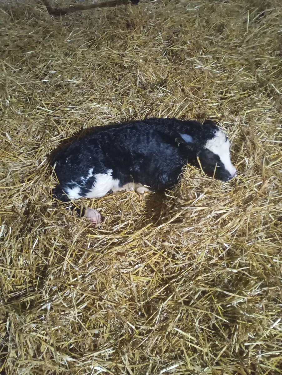 Joe Healy tweet media