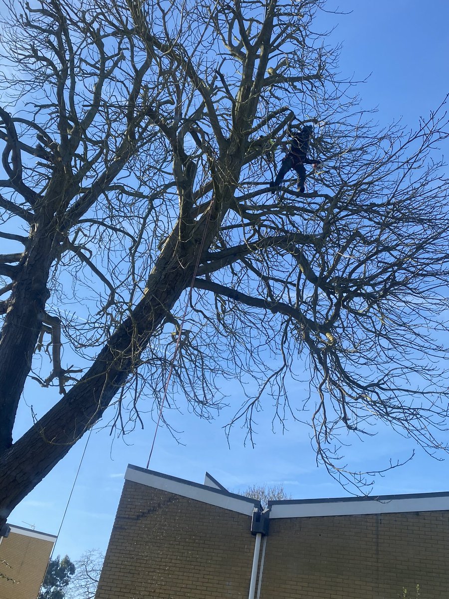 andybrammers's tweet image. Thanks to North Oxford Trees and Gardens for their amazing crown reduction of our cherished Horse Chestnut - our Span estate was built around it after Tolkien stopped it from being felled. Props to their working Landies too - not fashion accessories!